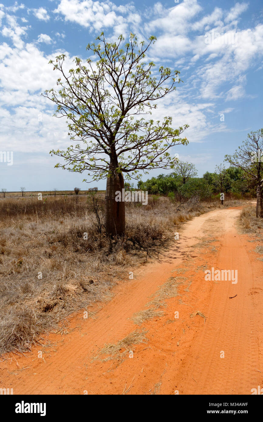 Boab Tree  ( Adansonia digitata ),  Derby, West Kimberley, Western Australia Stock Photo