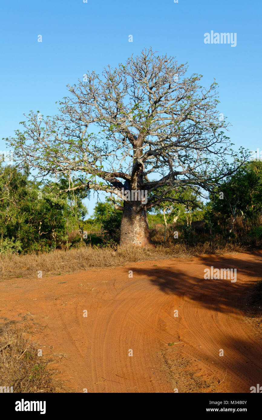 Boab Tree  ( Adansonia digitata ),  Derby, West Kimberley, Western Australia Stock Photo