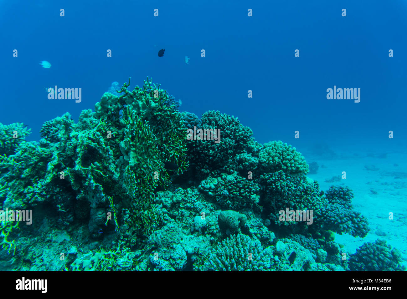 coral reef with soft and hard corals and exotic fishes anthias in tropical sea on blue water background Stock Photo