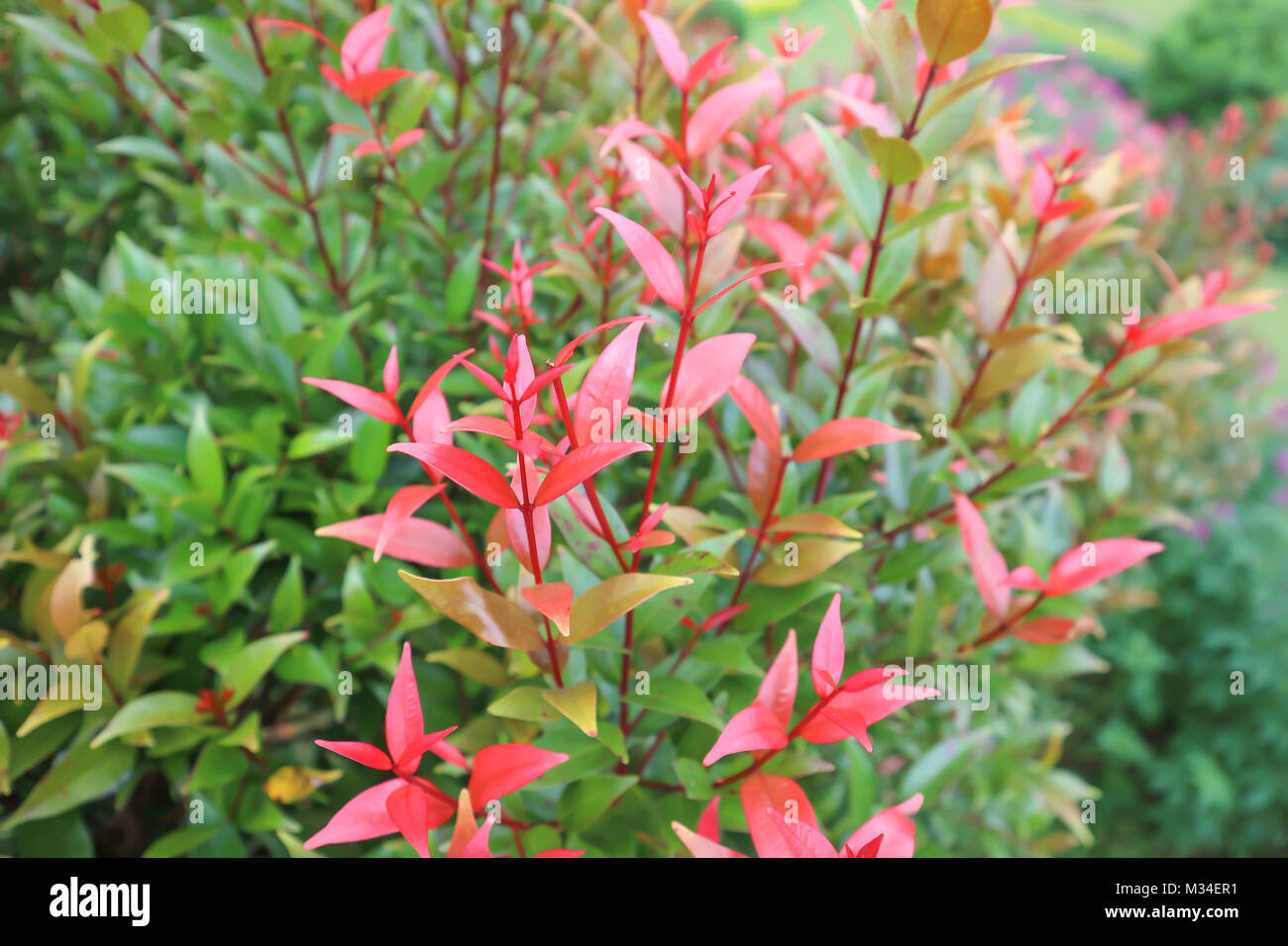 australian rose apple or brush cherry or creek lily pilly or syzygium austral Stock Photo Alamy