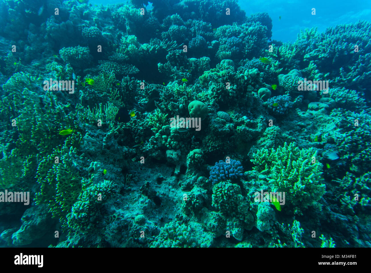 coral reef with fire coral and exotic fishes at the bottom of colorful tropical sea Stock Photo
