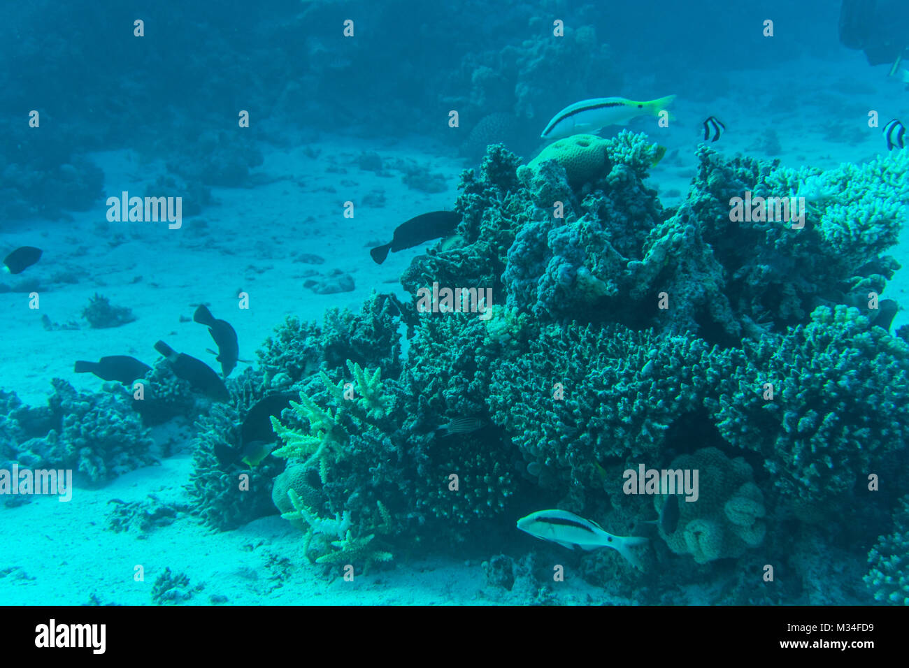 coral reef with fire coral and exotic fishes at the bottom of colorful tropical sea Stock Photo