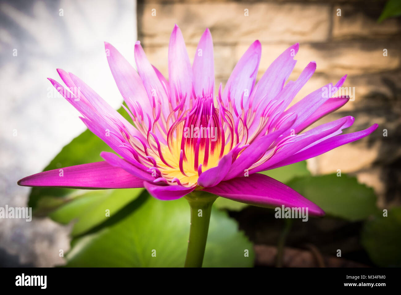 Pink Lotus Flower, Lotus flower is water plant, Pink lotus flower and