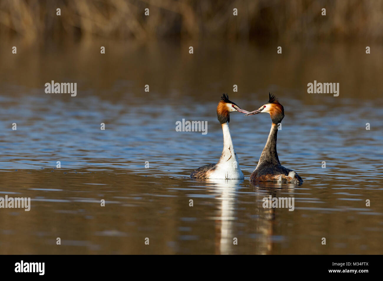 Greater grebes in bridal parade Stock Photo