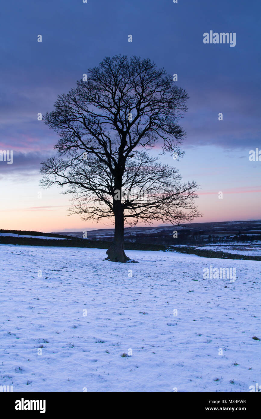 Winter Tree Entourage tree in winter landscape Stock Photo - Alamy