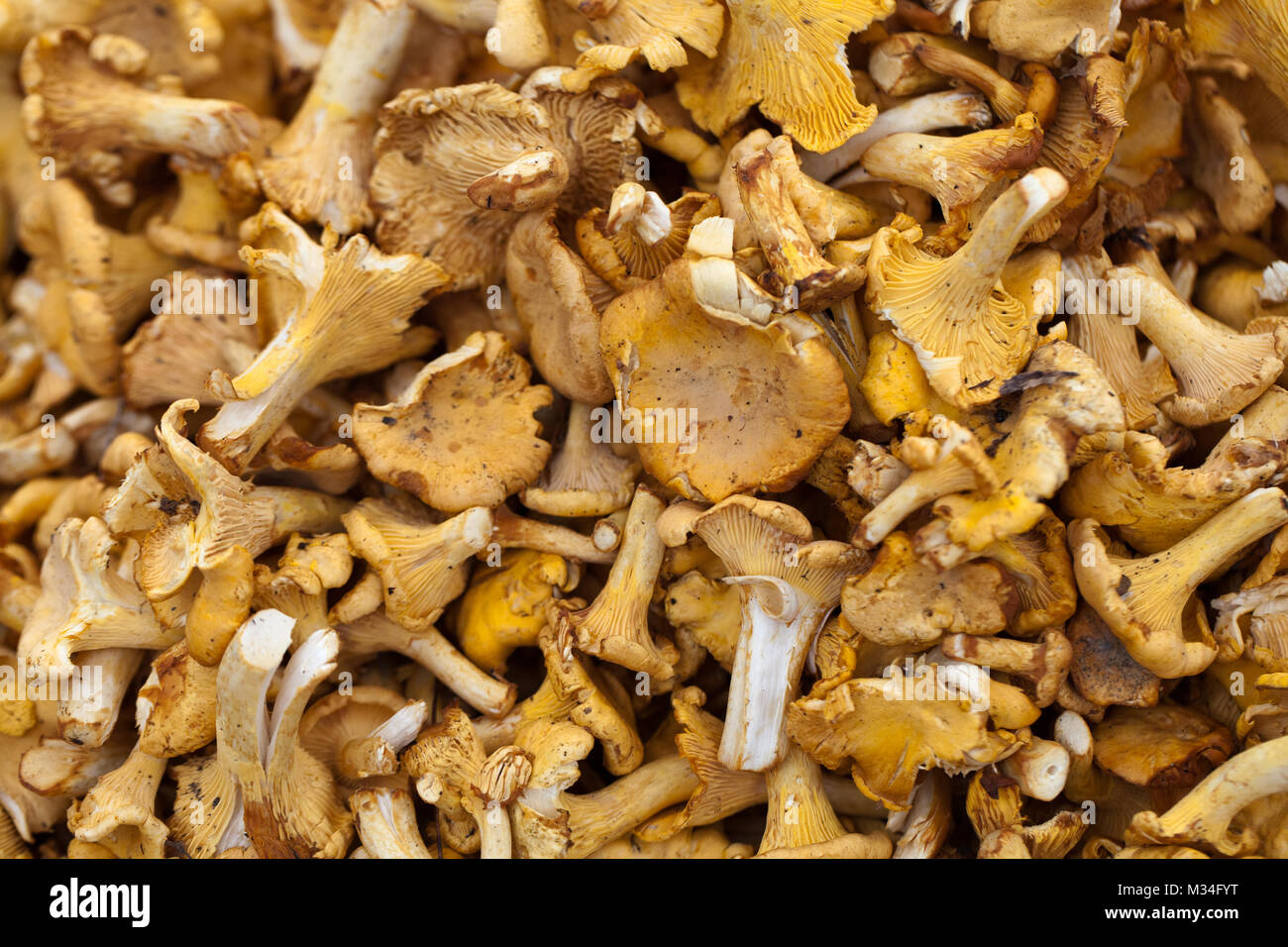 Tasty chanterelles cutted in a summer forest Stock Photo