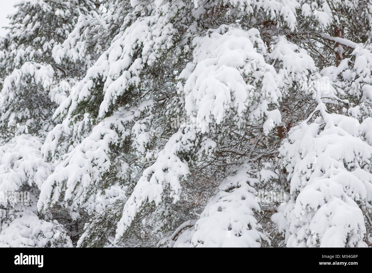 Snow covered pine tree branches in forest Stock Photo - Alamy