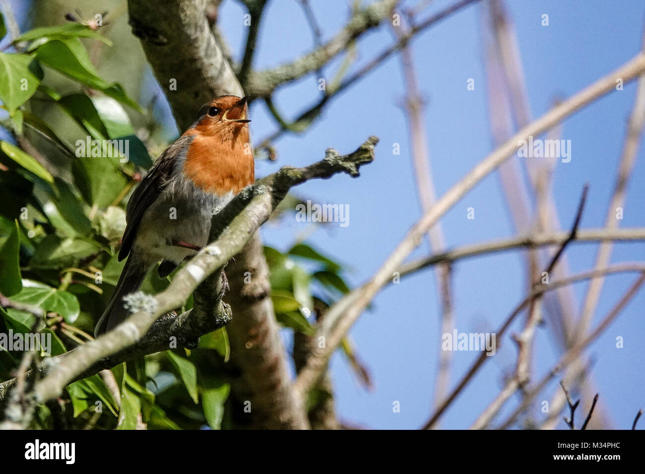Monks of waverley abbey hires stock photography and images Alamy