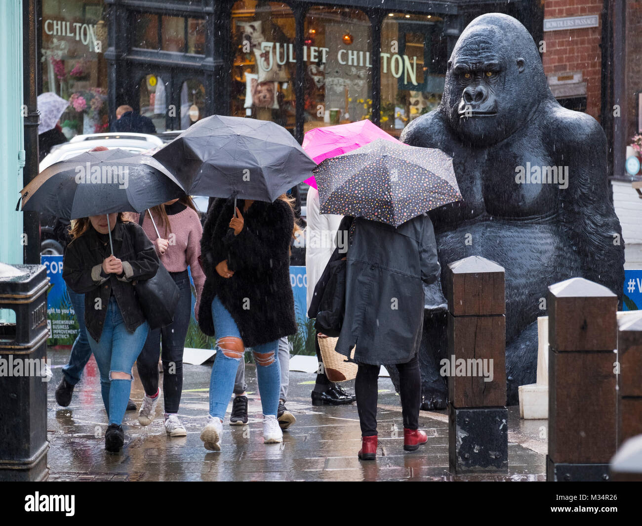 Shoppers battle a snow shower watched by a life-sized fibreglass gorilla on Wyle Cop, Shrewsbury, during a festival celebrating the town’s links with Charles Darwin. Stock Photo