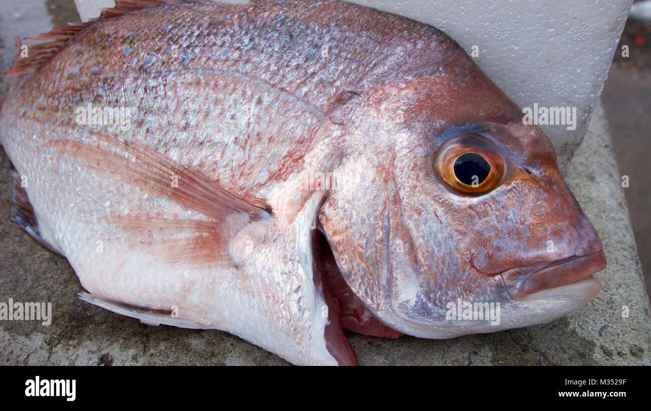 Fresh snapper fish ready to cook Stock Photo - Alamy