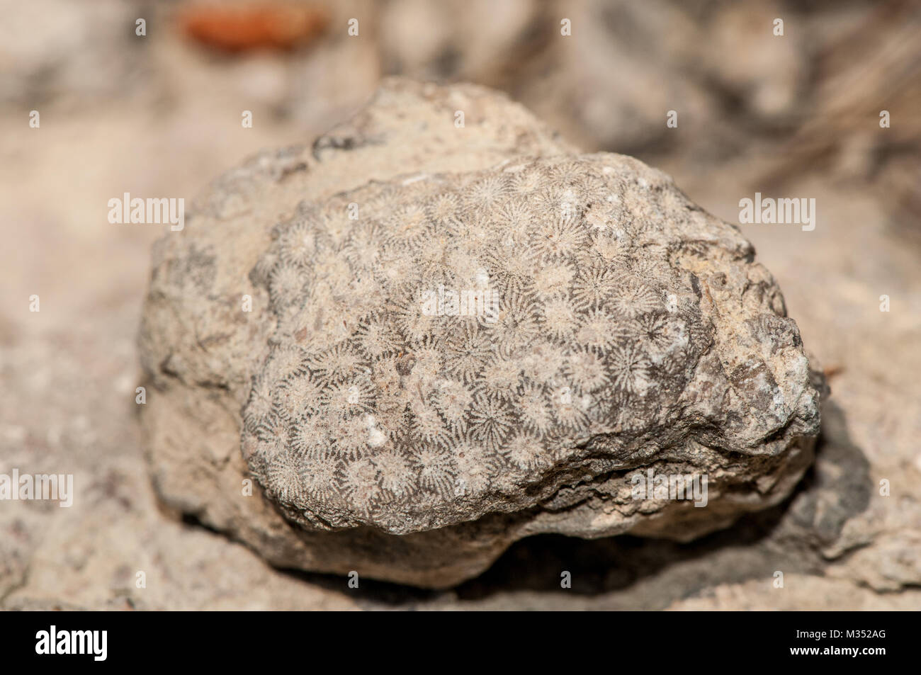 close-up view of marine fossils on the field Stock Photo