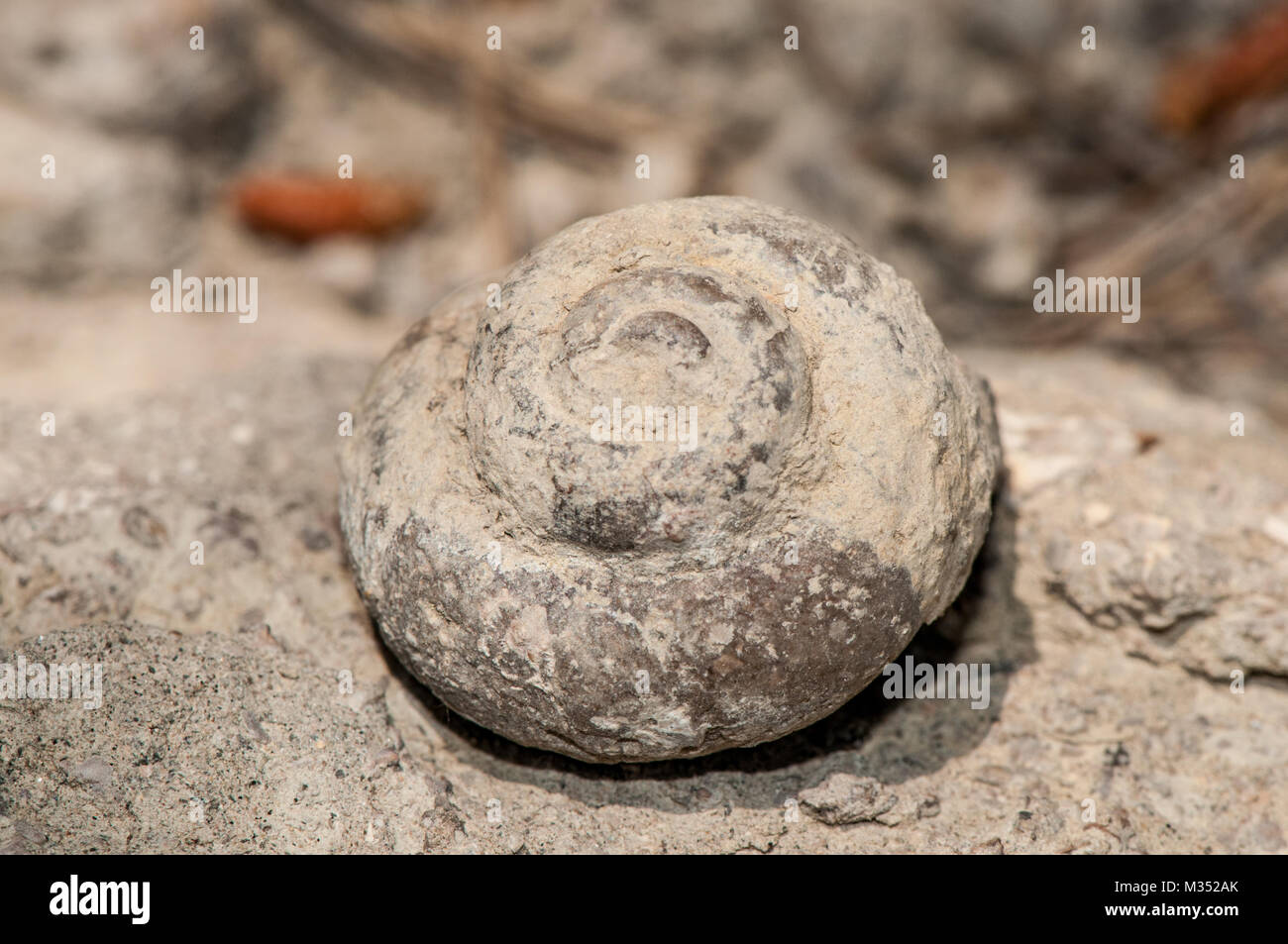 close-up view of marine fossils on the field Stock Photo