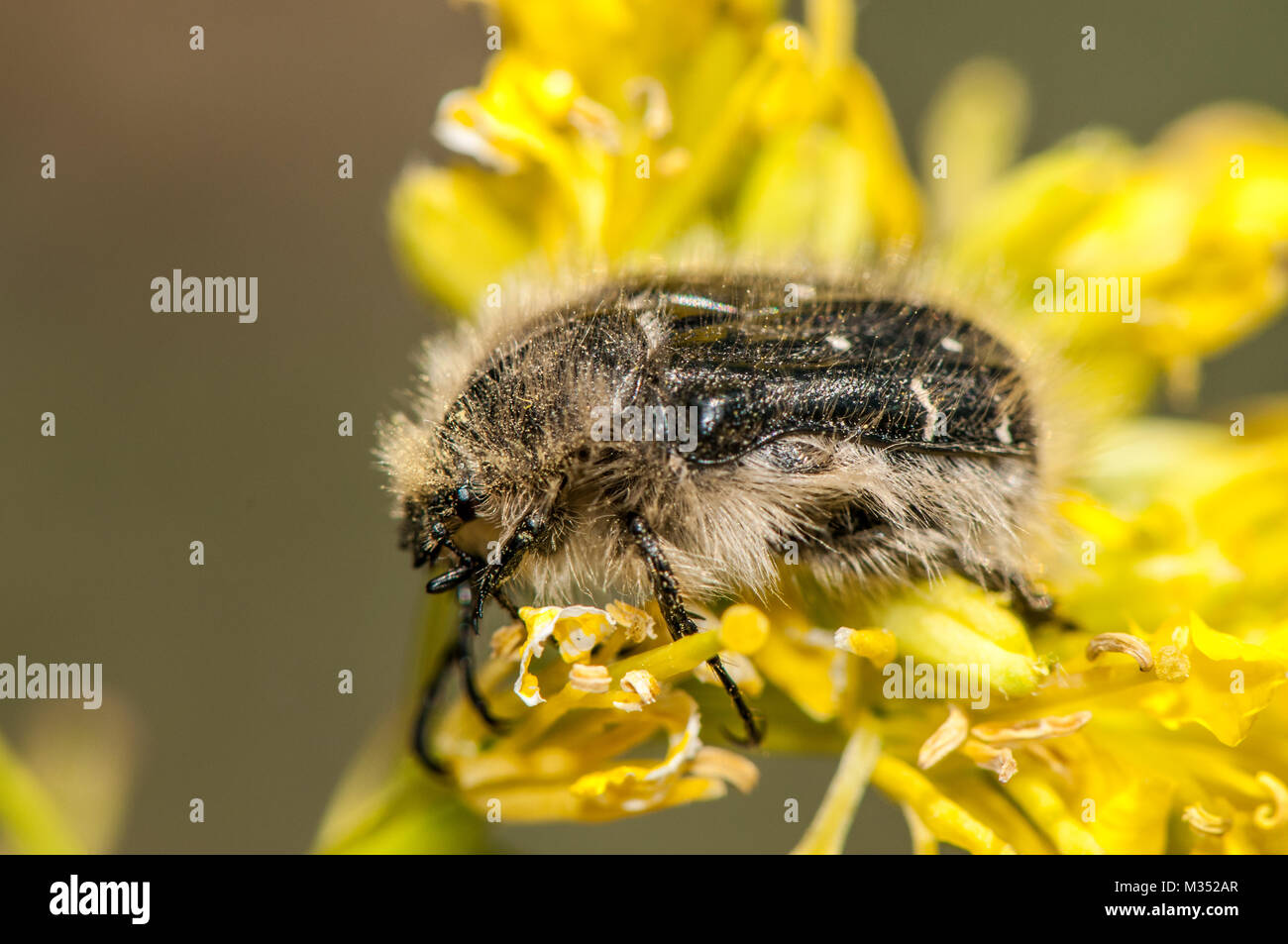 phytophagous beetle, Oxythyrea funesta, yellow flower Stock Photo