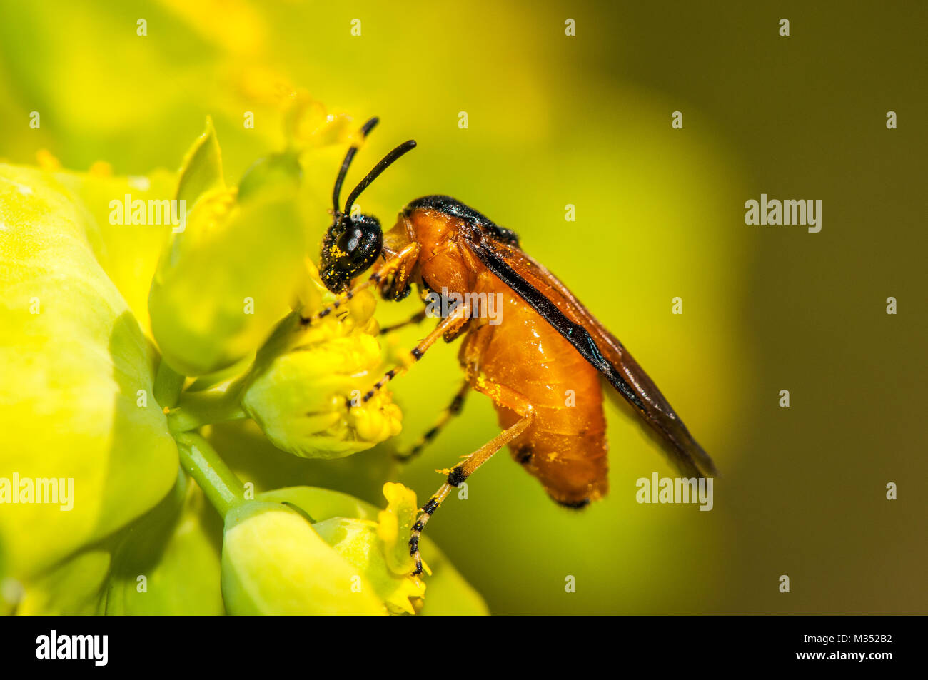Hymenopter, Athalia sp., Stock Photo