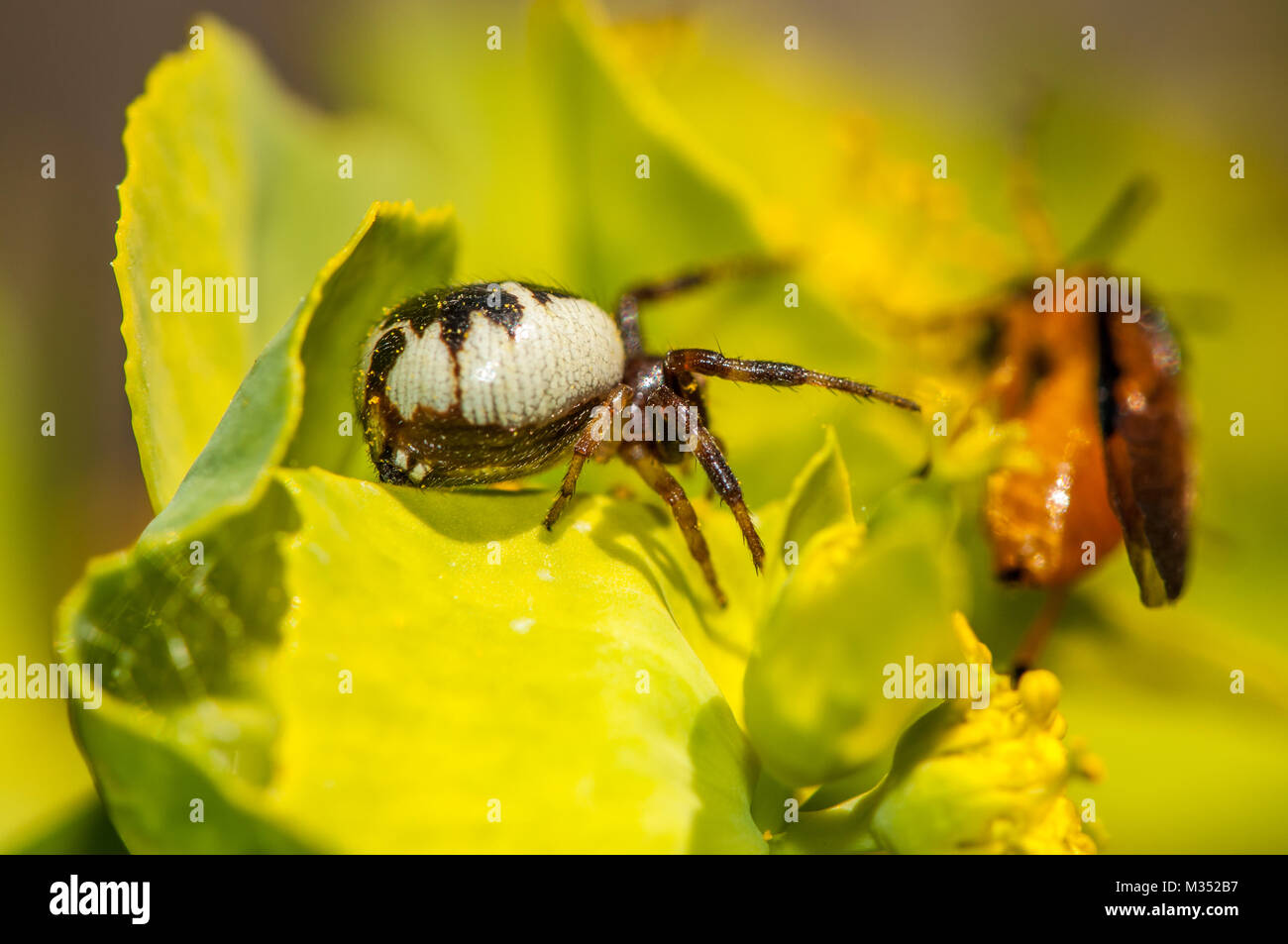 Cupboard Spider (Steatoda sp.) hunting a Hymenopter, Athalia sp. green flower Stock Photo