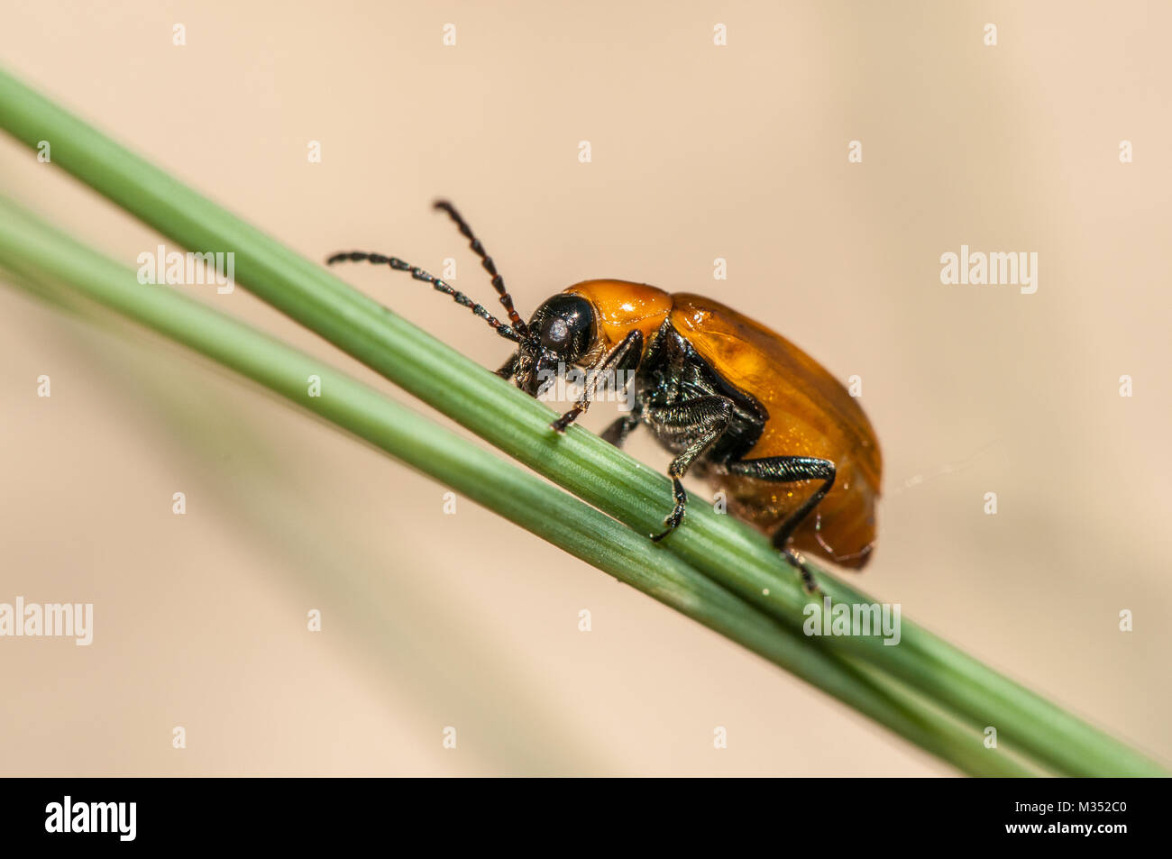 Daffodil leaf beetle, Exosoma lusitanicum, above green stem Stock Photo
