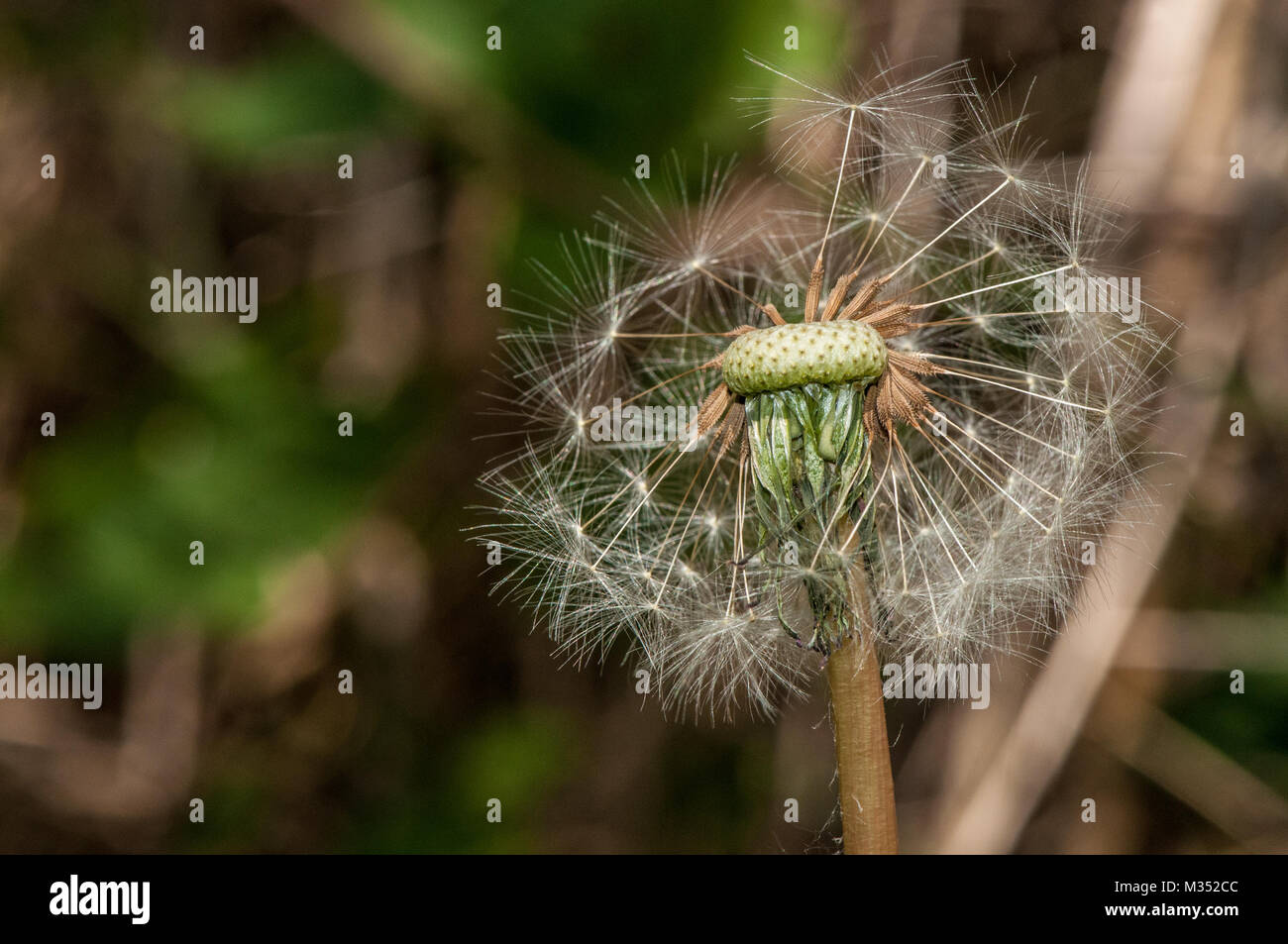 common dandelion, Taraxacum officinale Stock Photo