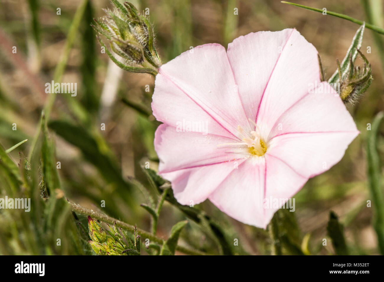 field bindweed, Convolvulus arvensis Stock Photo Alamy