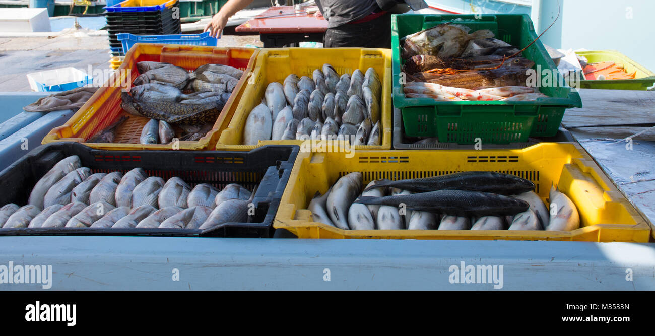 Plastic bins of fish for sale at the quay at nouveau Vieux Port