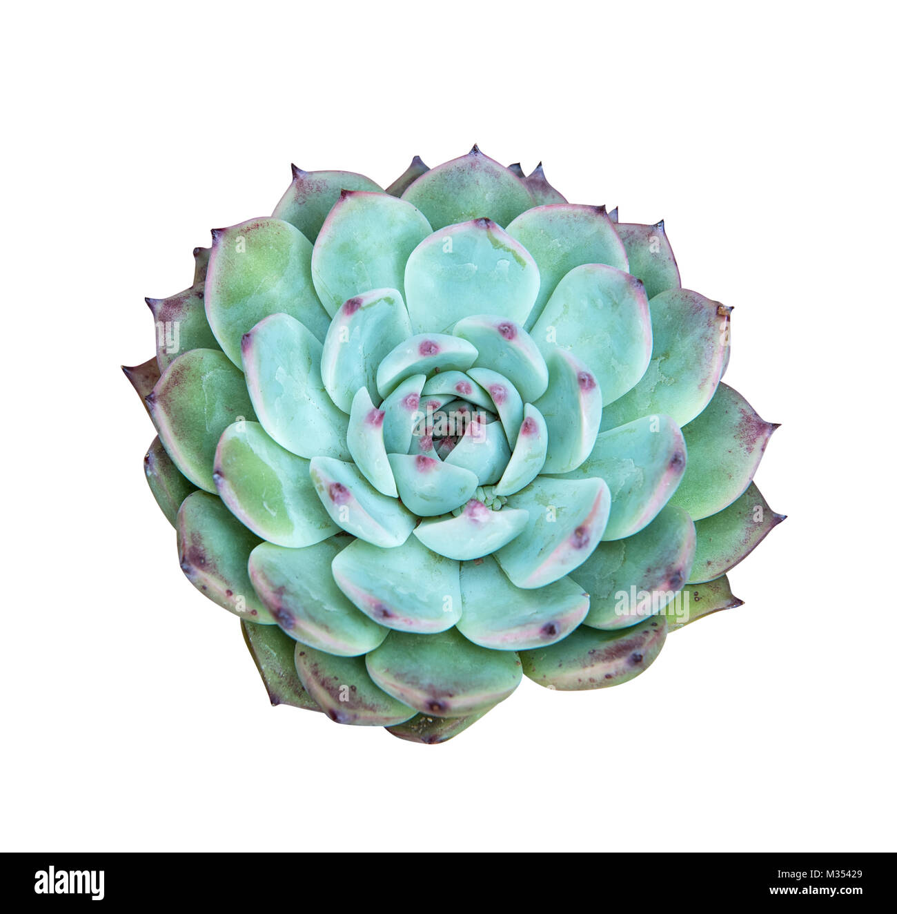 succulent plant isolated on white Stock Photo