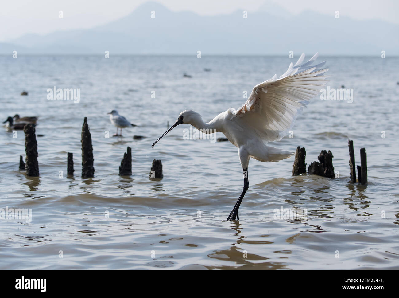 Black faced spoonbill hong kong hi-res stock photography and images - Alamy