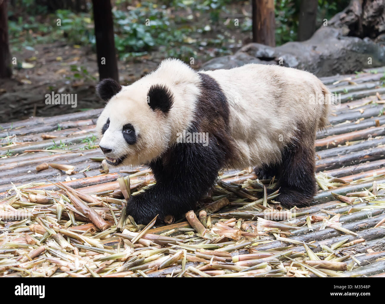 giant panda eating bamboo in chengdu wild zoo Stock Photo