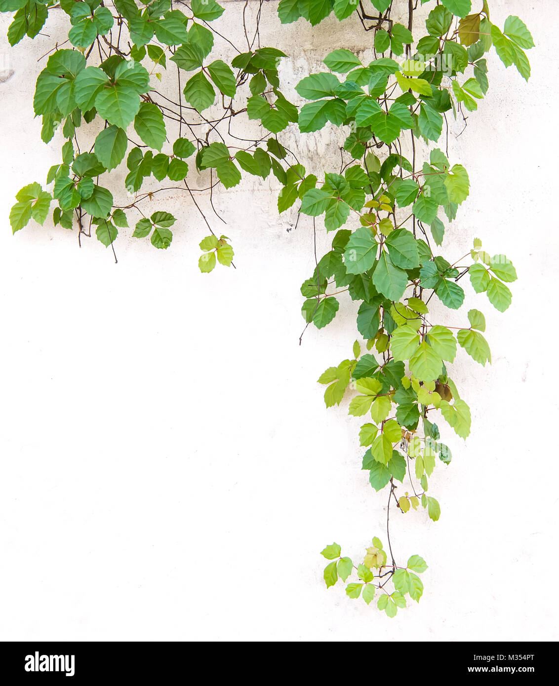 ivy leaves isolated on a white background Stock Photo - Alamy