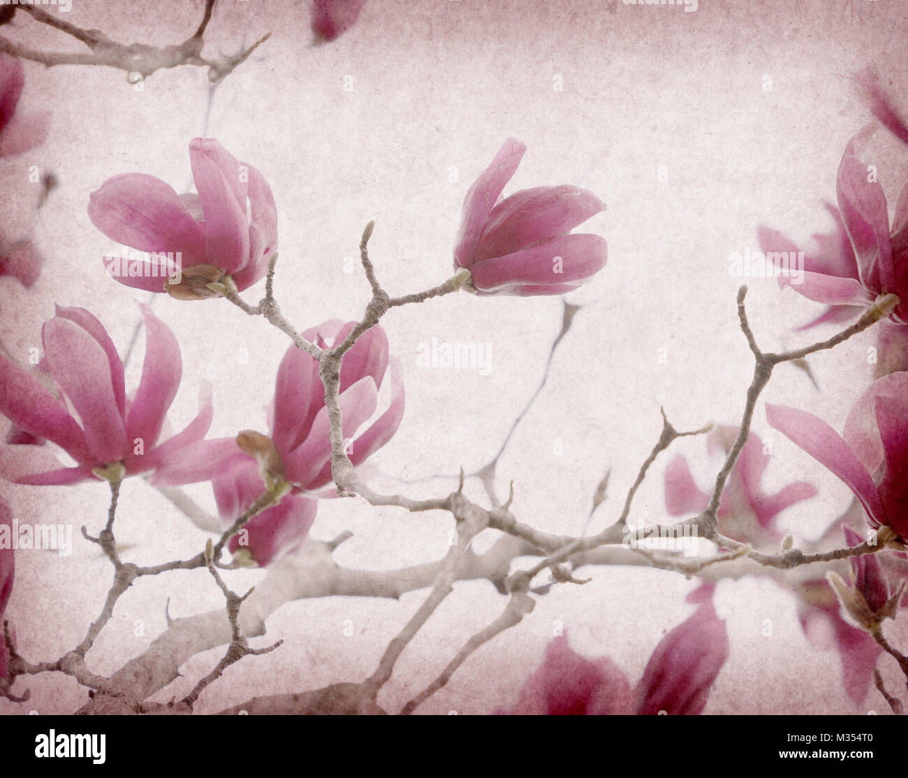 Pink magnolia flowers on old paper background Stock Photo - Alamy