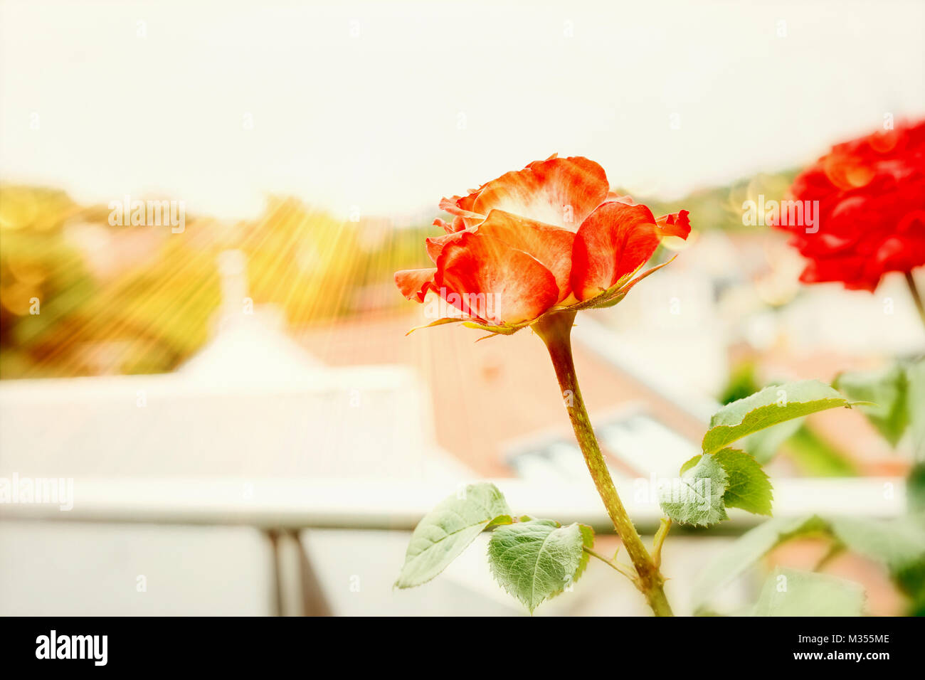 Balcony roses flowers on city terrace in summer sunlight, outdoor