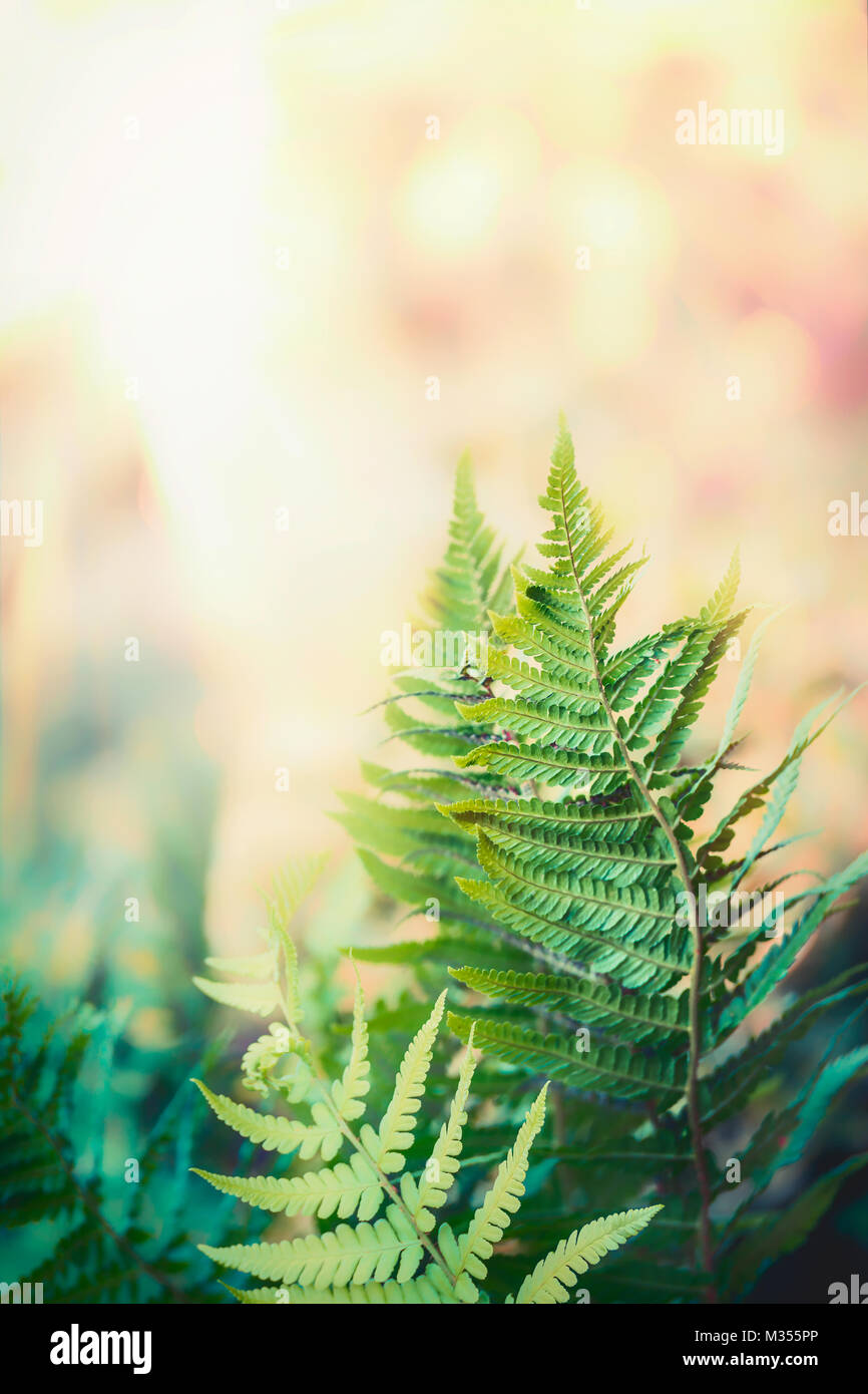 Nz fern new growth hi-res stock photography and images - Alamy