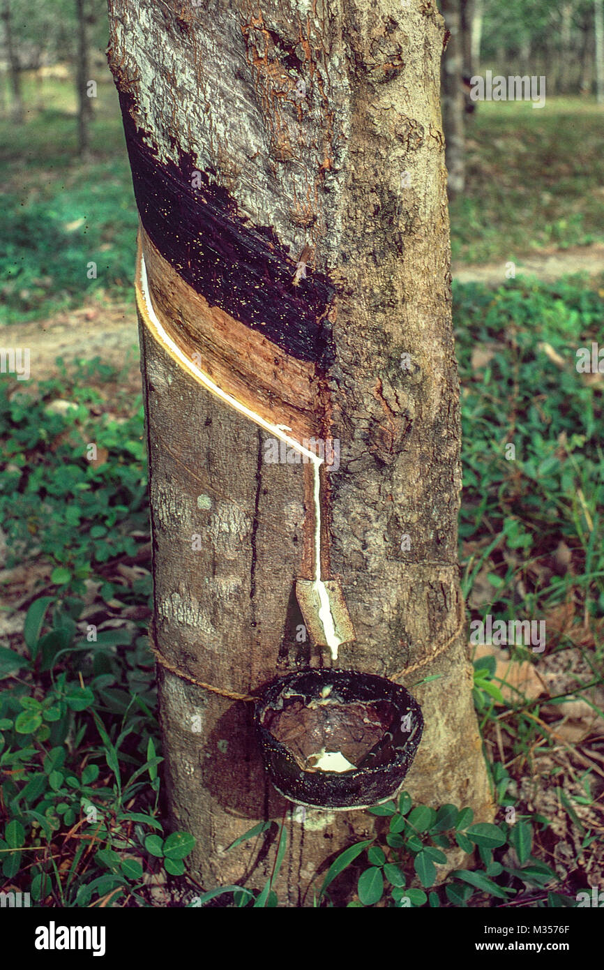 latex oozing from rubber tree, kottayam, kerala, India, Asia Stock Photo