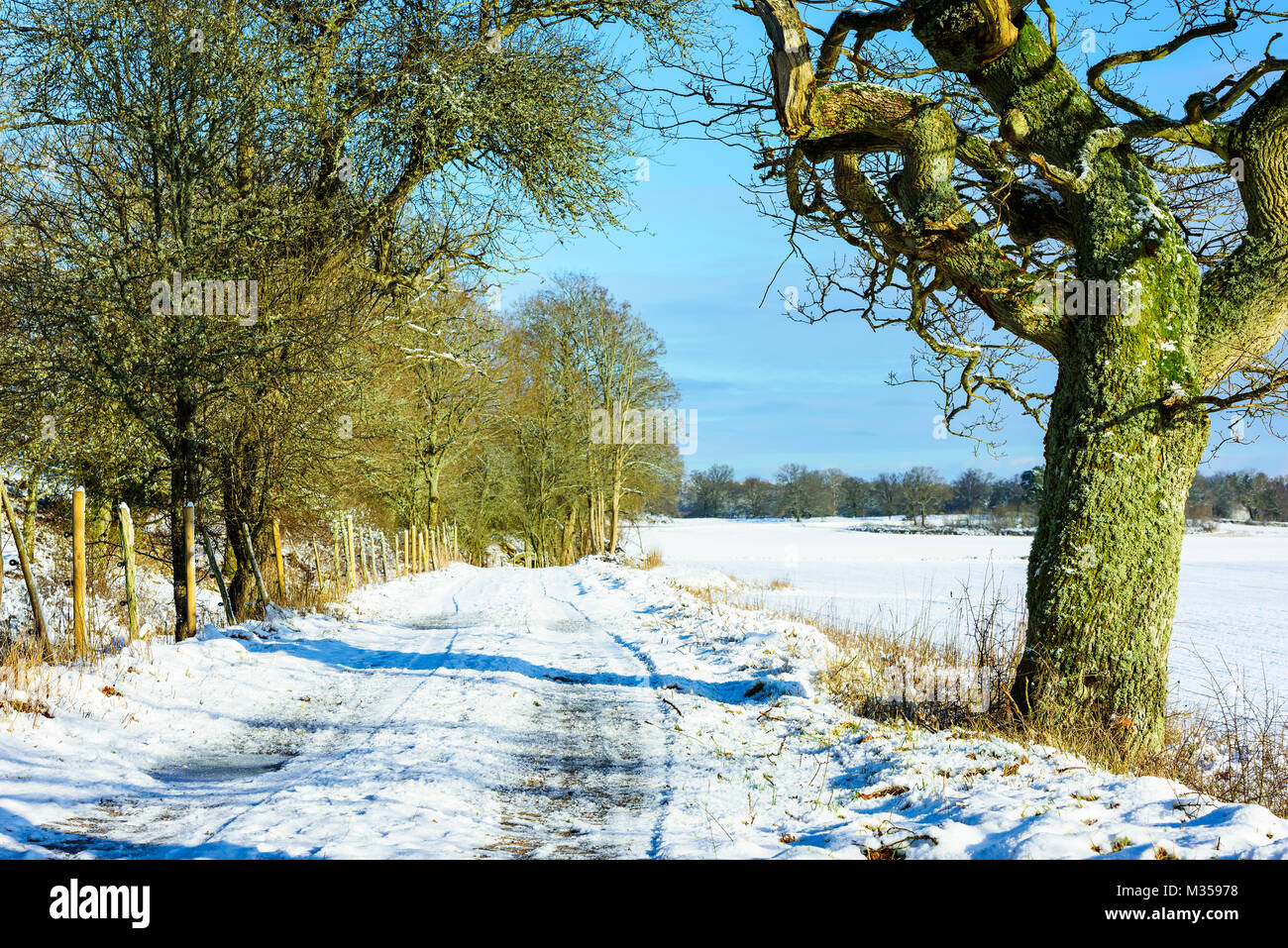 Winter country road sided by fence and woodland to the left plus oak trees and farmland to the left. Nature reserve in Johannishus, southern Sweden. Stock Photo