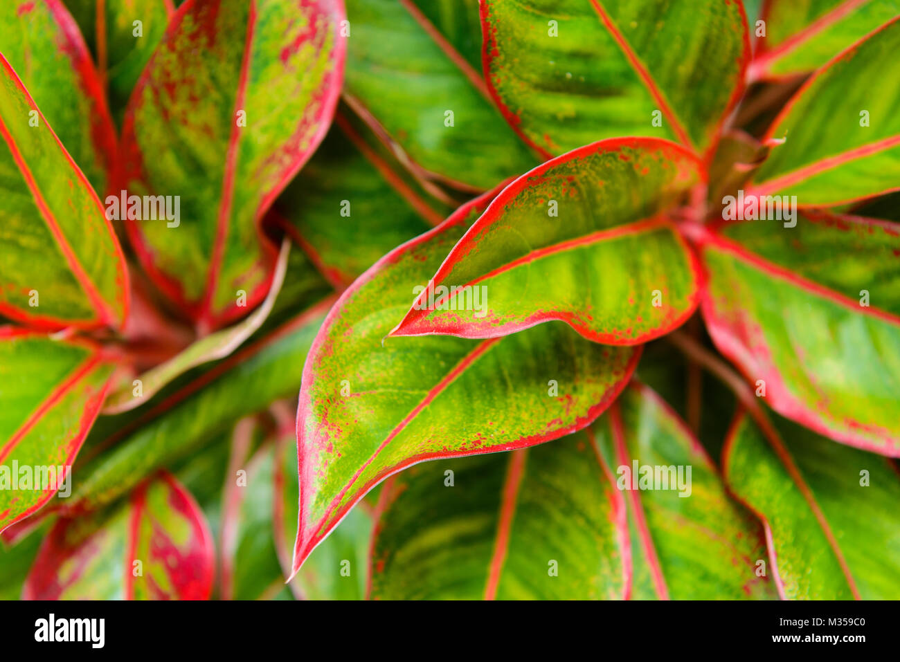 Multiple colors leave detail vivid red and green color on leaf surface of Aglaonema Stock Photo