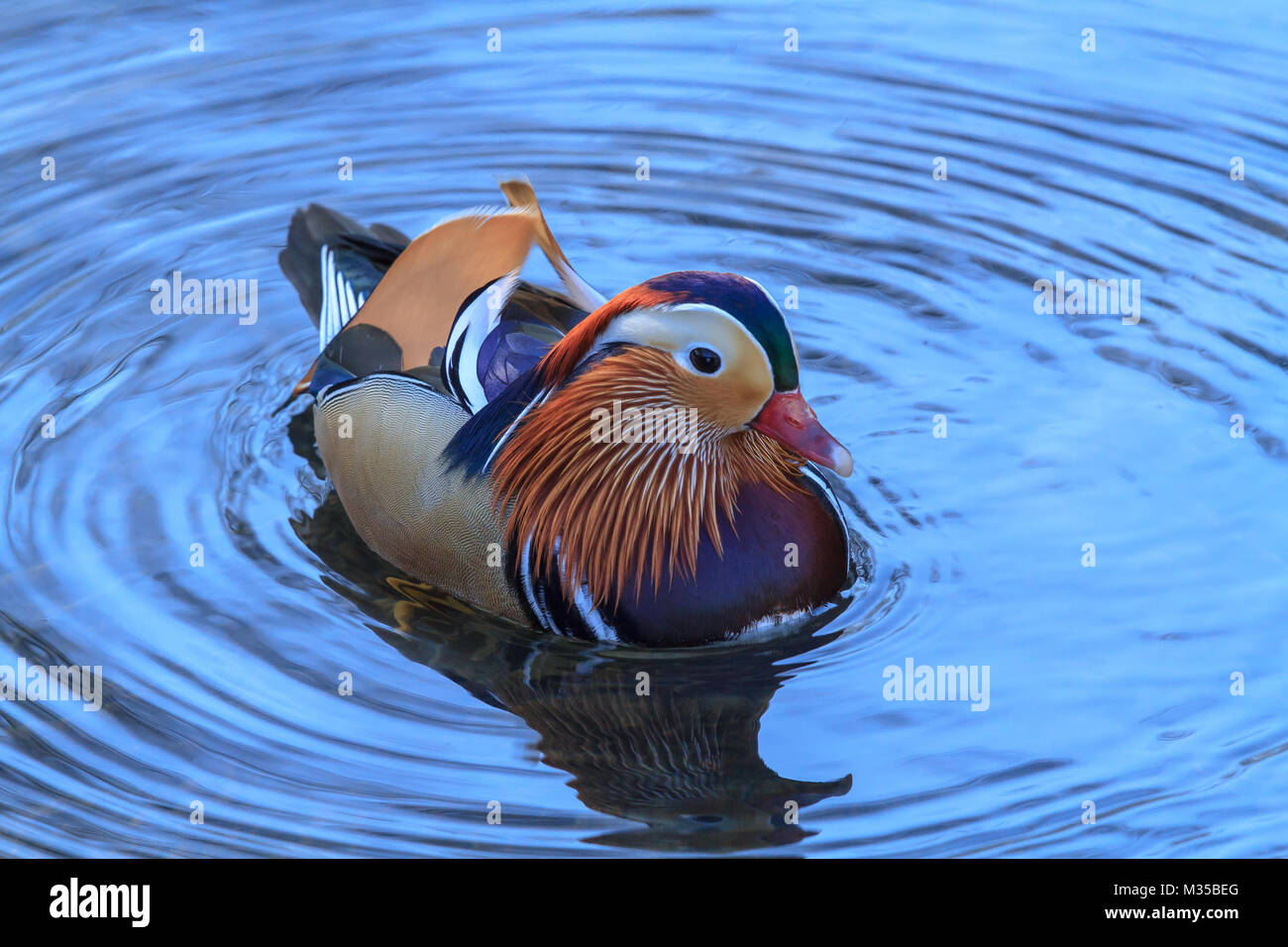 A Mandarin duck on blue water Stock Photo - Alamy