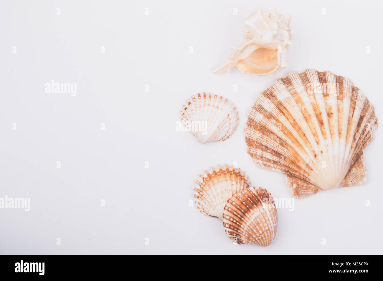 Seashell composition in white background Stock Photo