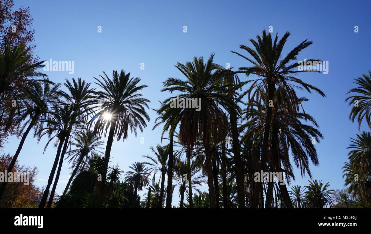 Palermo, Sicily, Italy - palm trees in the park Villa Bonanno, Winter ...