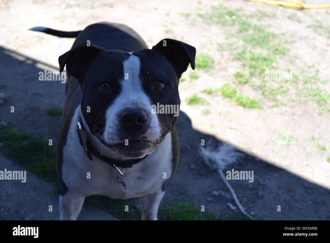 Staffy dog hi-res stock photography and images - Alamy