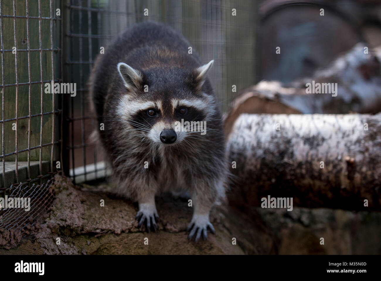 A captive raccoon at zoo in Somerset, England Stock Photo