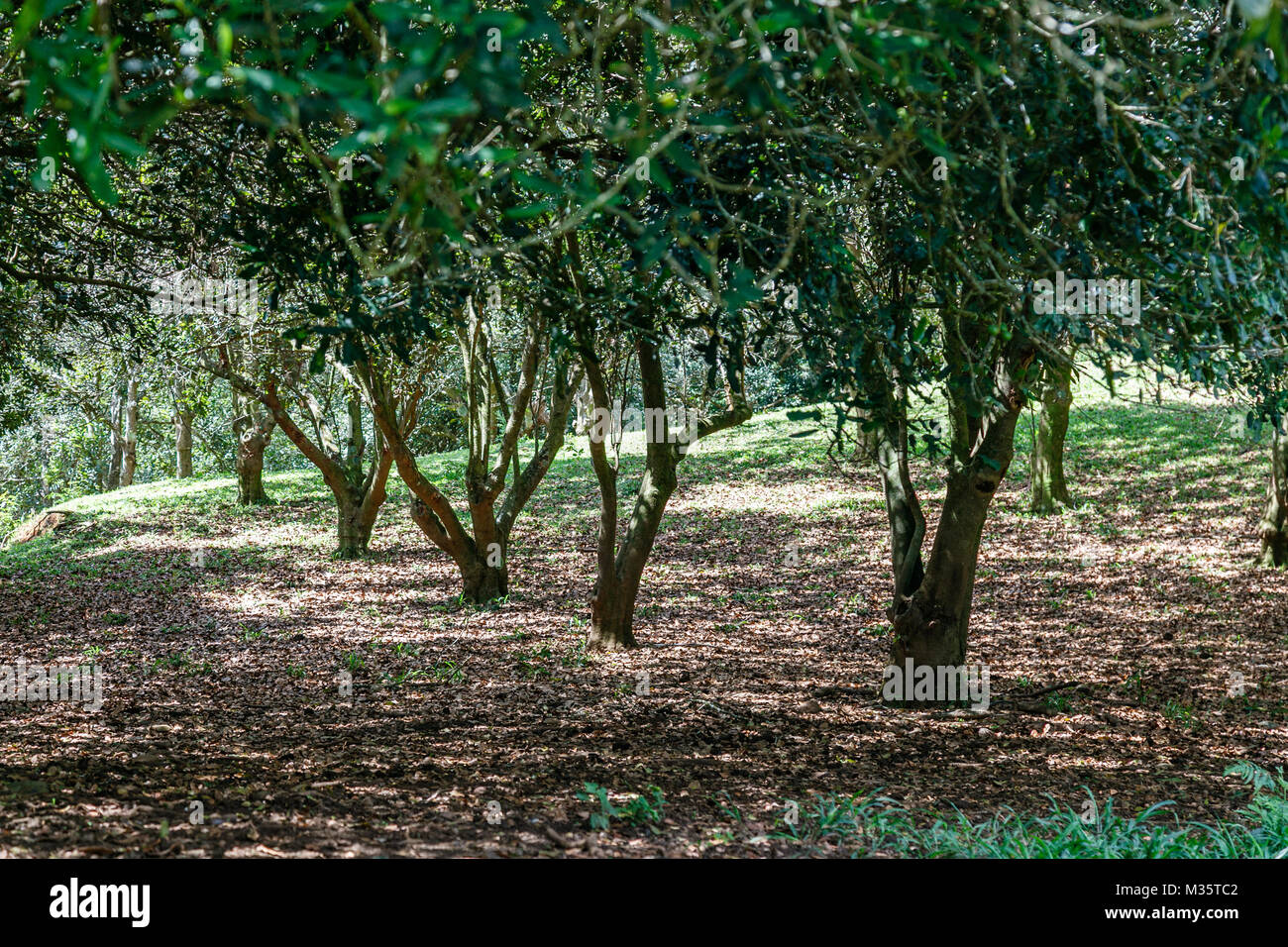 Macadamia nut tree plantation, Maleny, Queensland, Australia Stock Photo