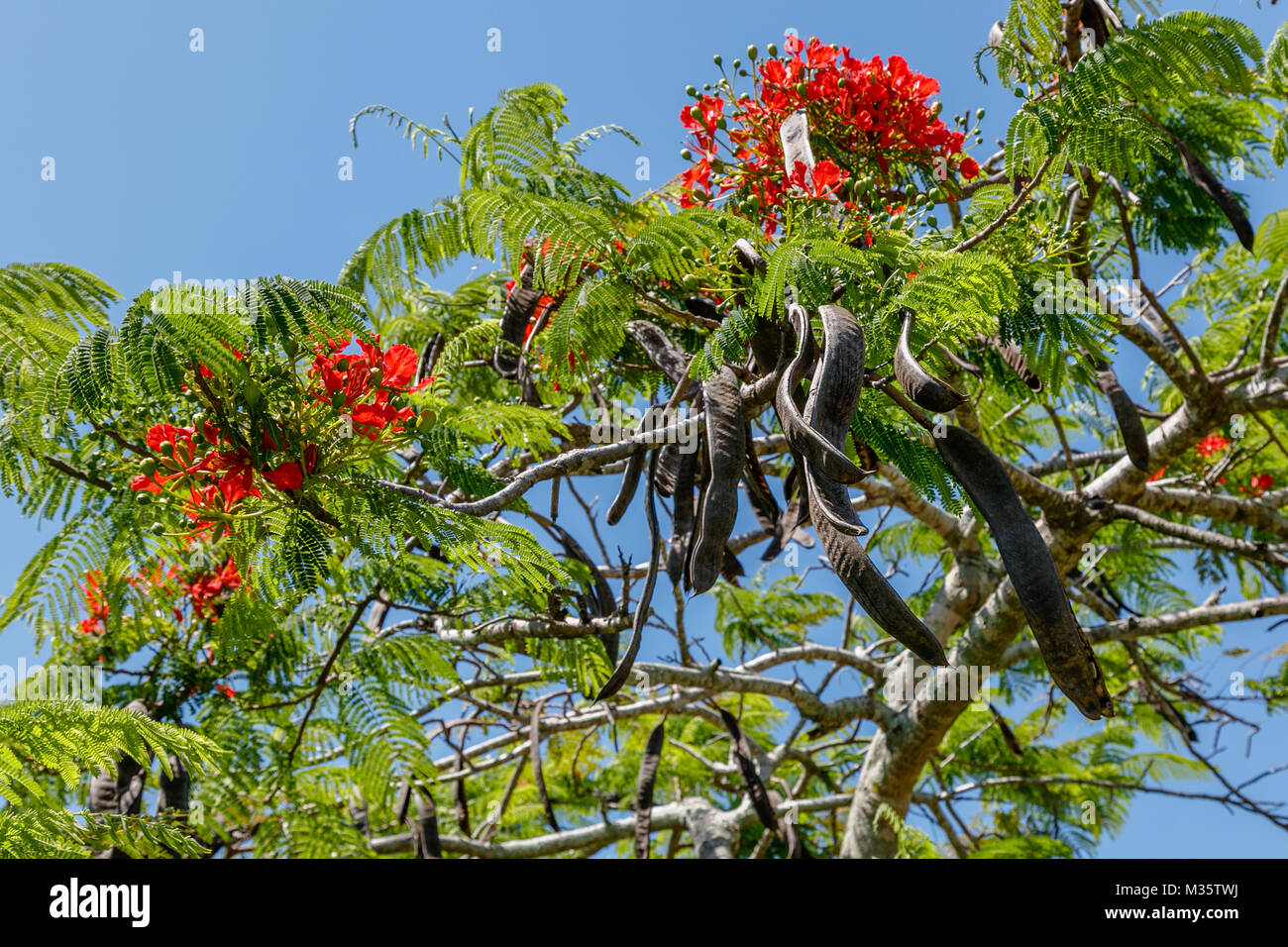 Blooming Flamboyant Tree or Delonix regia and its seed pods. Queensland, Australia Stock Photo