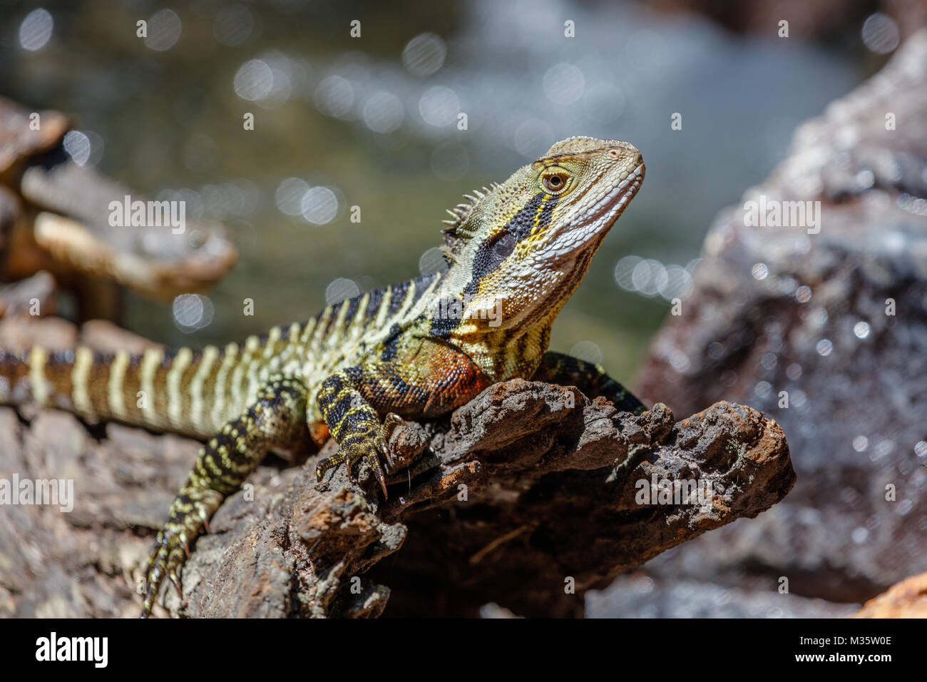 Frilled neck lizard sitting on a log, Queensland, Australia Stock Photo