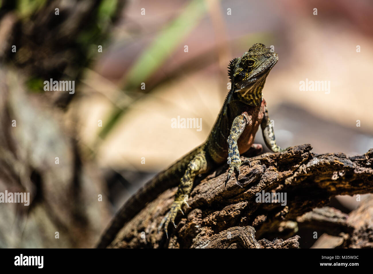 Frilled neck lizard sitting on a log, Queensland, Australia. Stock Photo