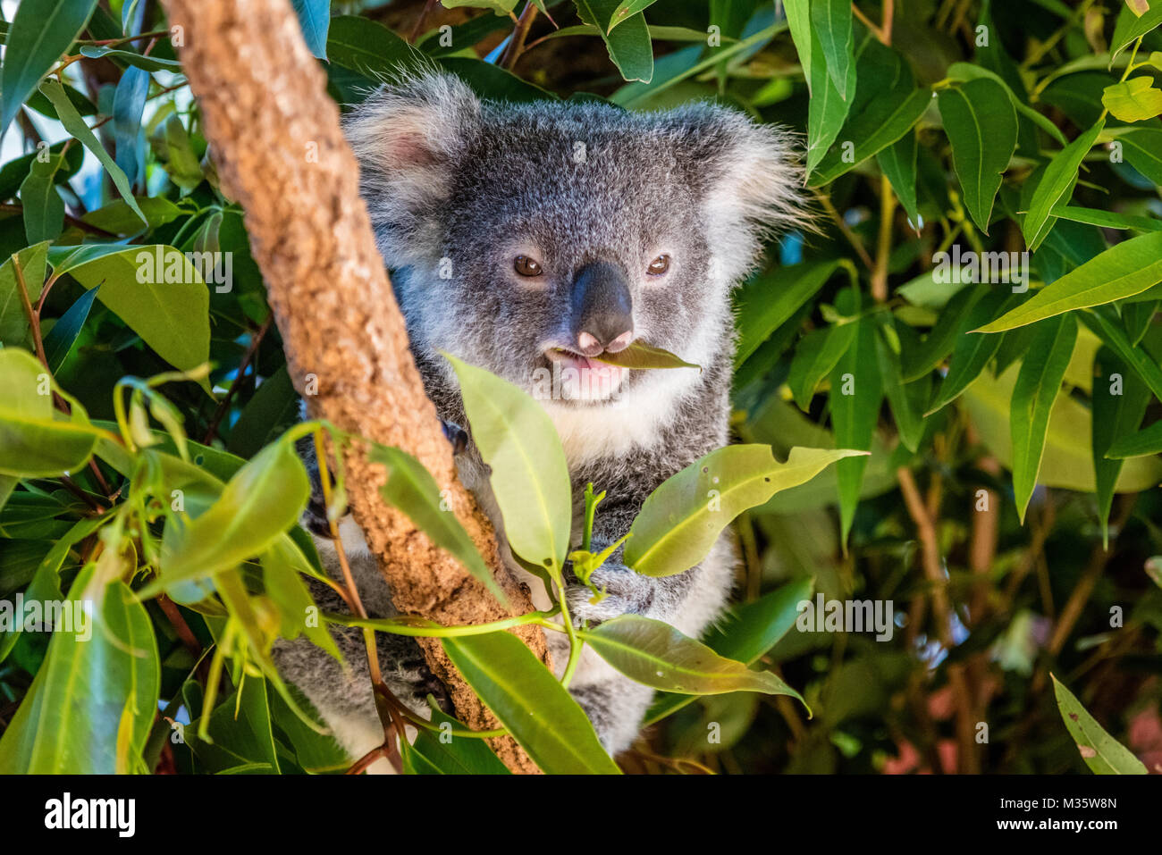 Koala On A Tree Branch Eating A Leaf Queensland Australia Stock