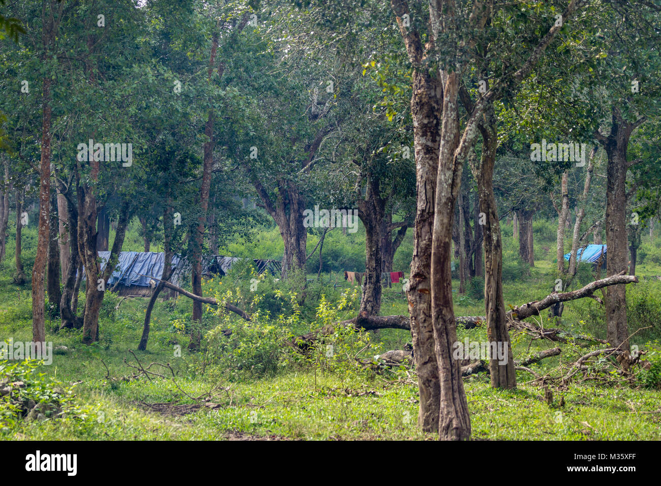 Coorg, India - October 29, 2013: Dubare Elephant Camp. Tribal dwellings hidden in jungle are bamboo-clay huts with blue tarps as roof. Green setting,  Stock Photo