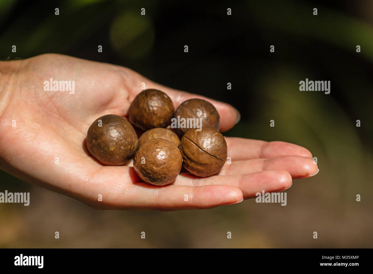 Macadamia nut tree hires stock photography and images Alamy