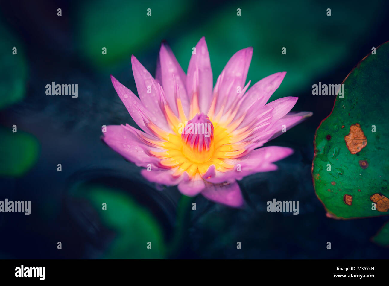 pink lotus dark dramatic myth beautiful water lily flower in pond Stock