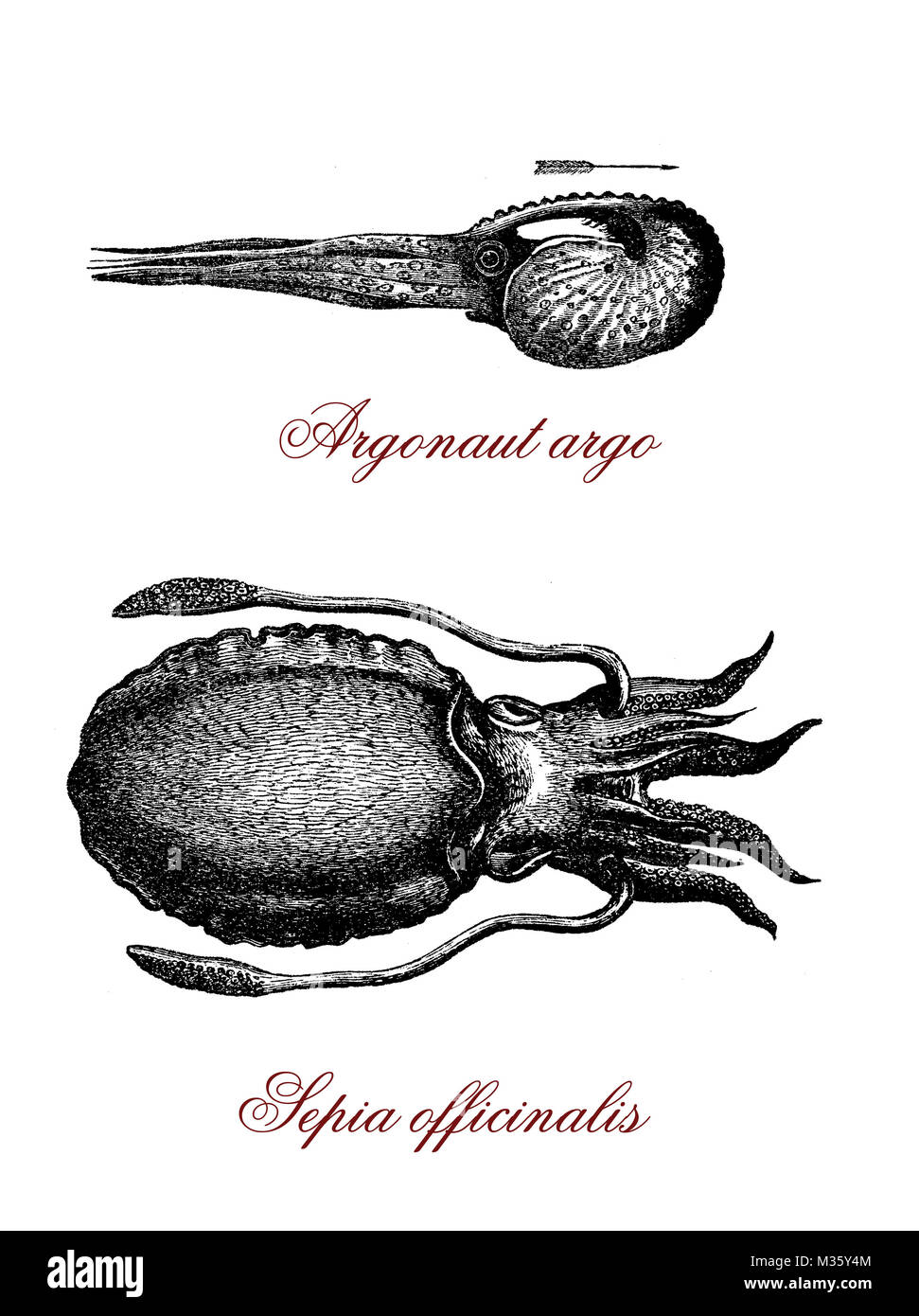 Vintage illustration of common cuttlefish and tropical argonauta argo octopus Stock Photo