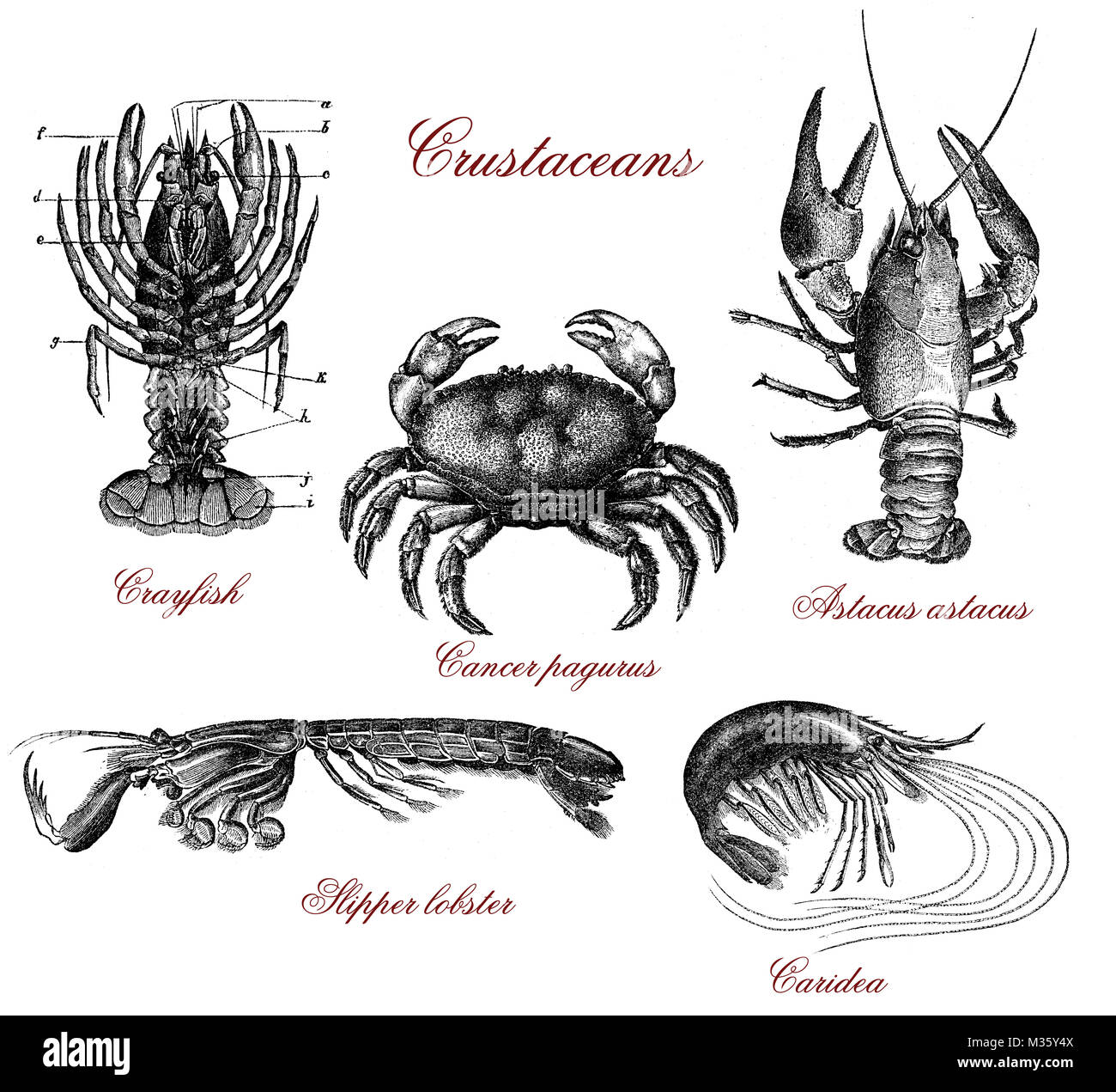 Vintage crustacean illustrated table with crayfish, lobster,crab and shrimps Stock Photo