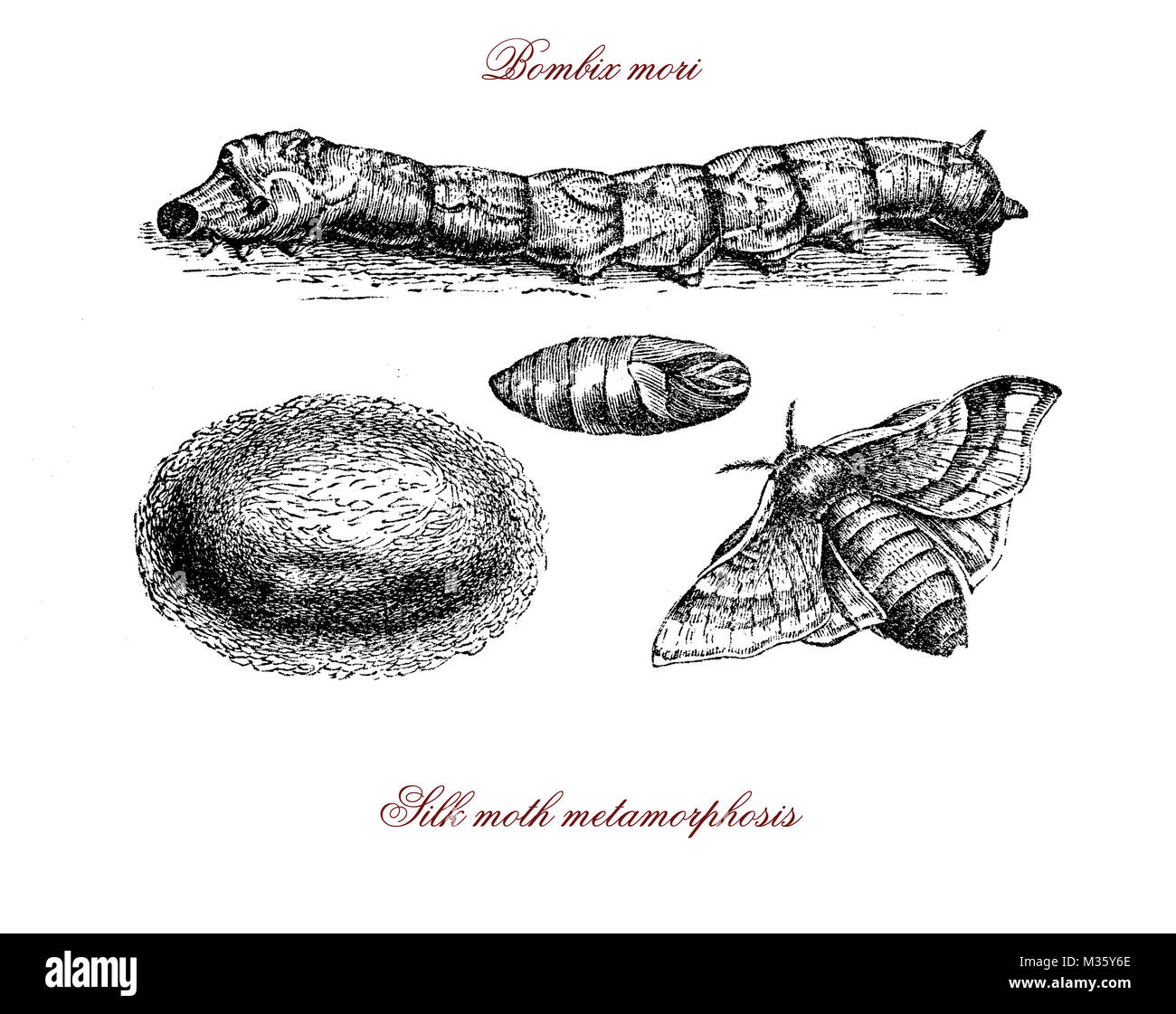 Bombix mori, silkworm, cocoon, silk moth metamorphosis vintage engraving Stock Photo