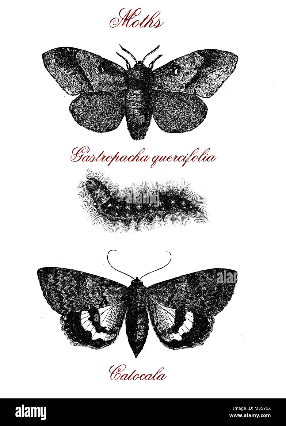 Moths: gastropacha quercifolia and catocala, vintage engraving Stock Photo